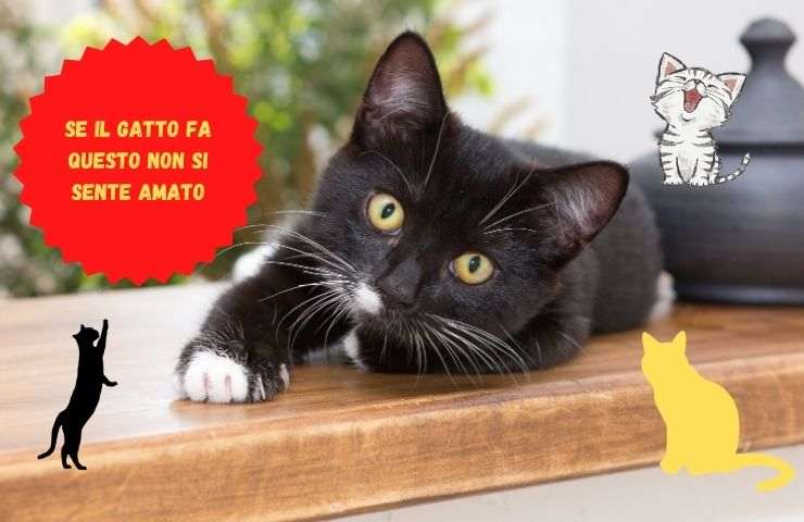 Gatto soffre