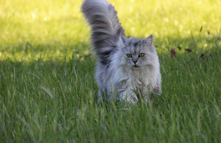 Gatto tra l'erba