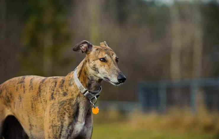 greyhound