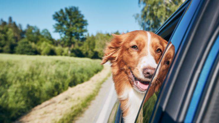 Pet macchina sicurezza