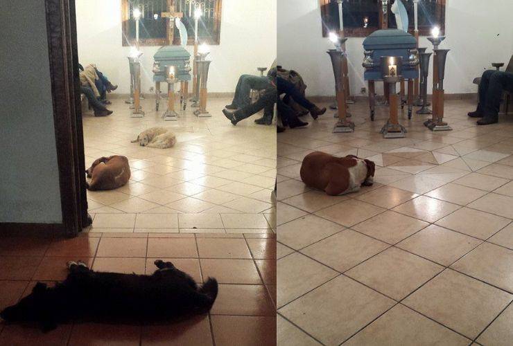 cani prova amore