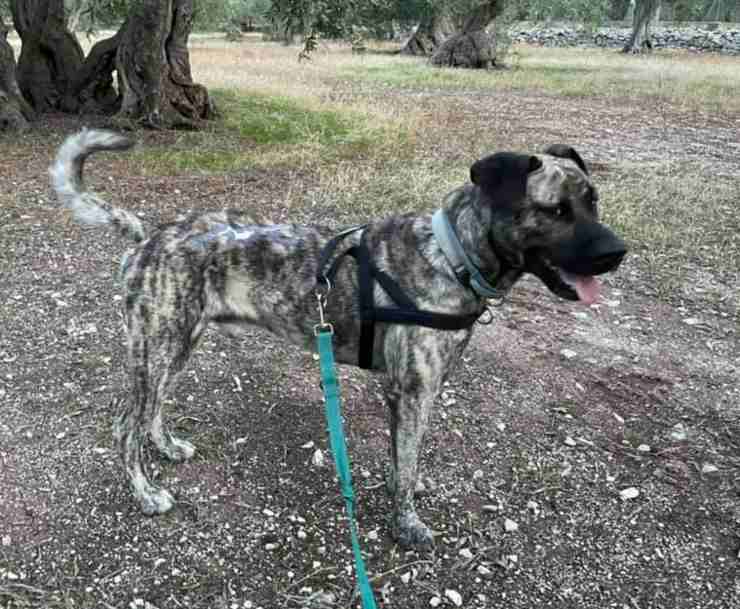 Hero cane bruciato