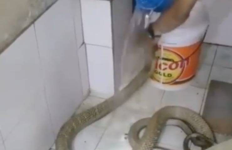 tratta serpente come cane