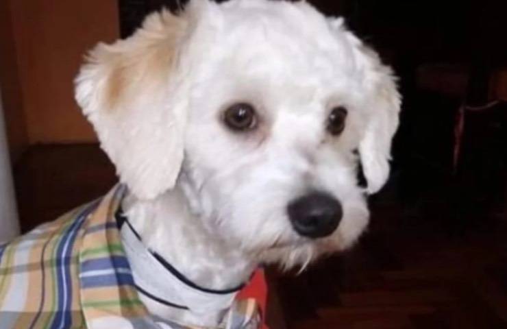 cane luno termina calvario