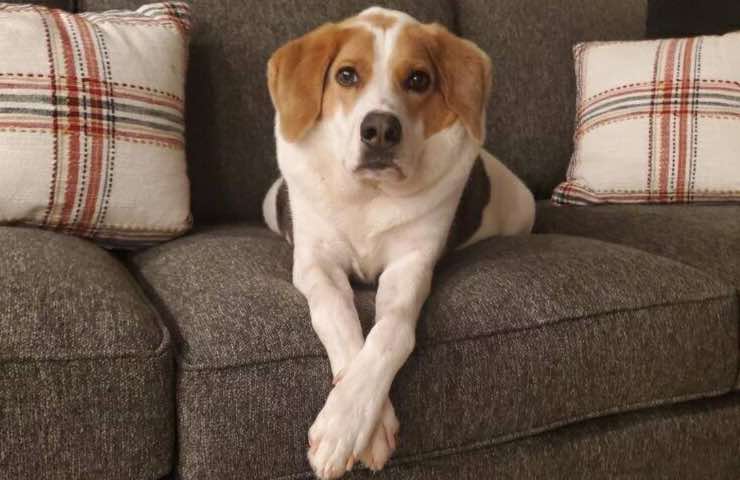cooper cane spina dorsale