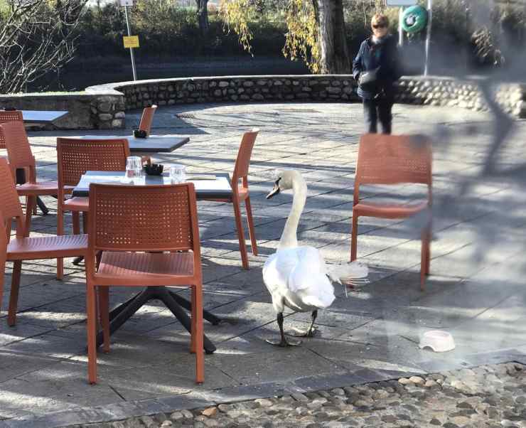 cigno ferito bar