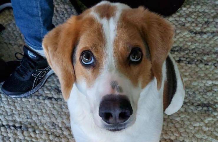 cooper cane spina dorsale