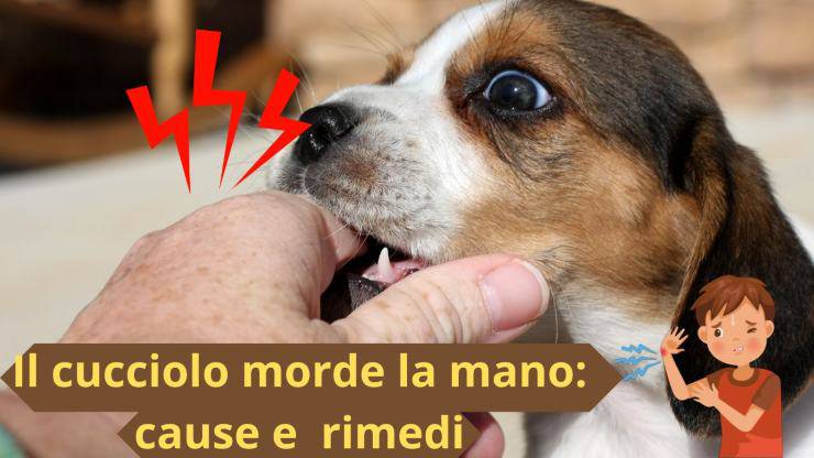 Cucciolo di cane morde