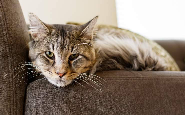 gatto anziano perde peso