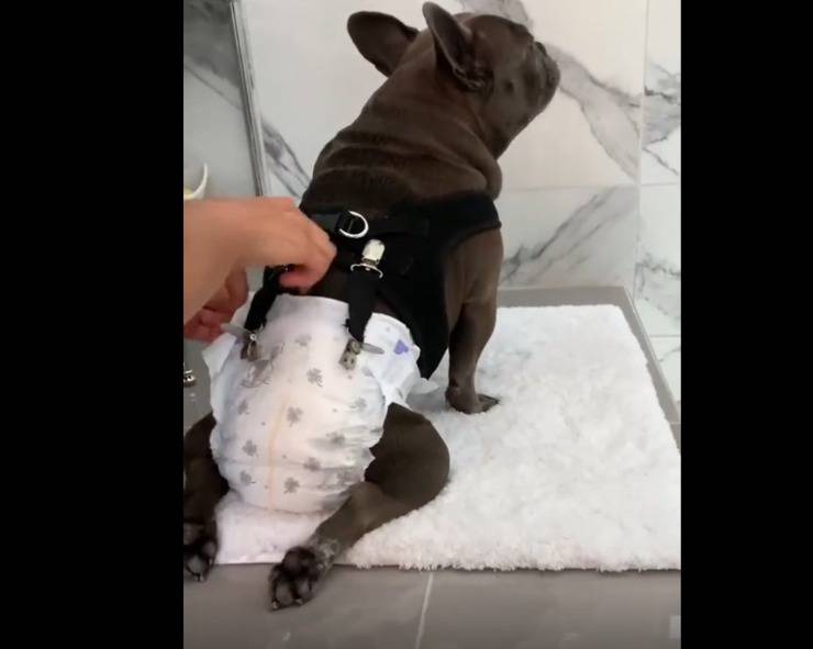 cane paralizzato benessere