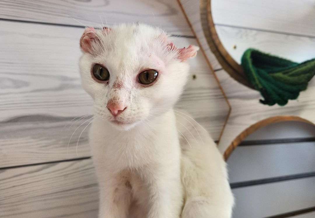 gatto perso orecchie