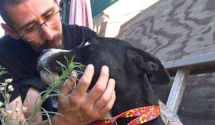 addio cani