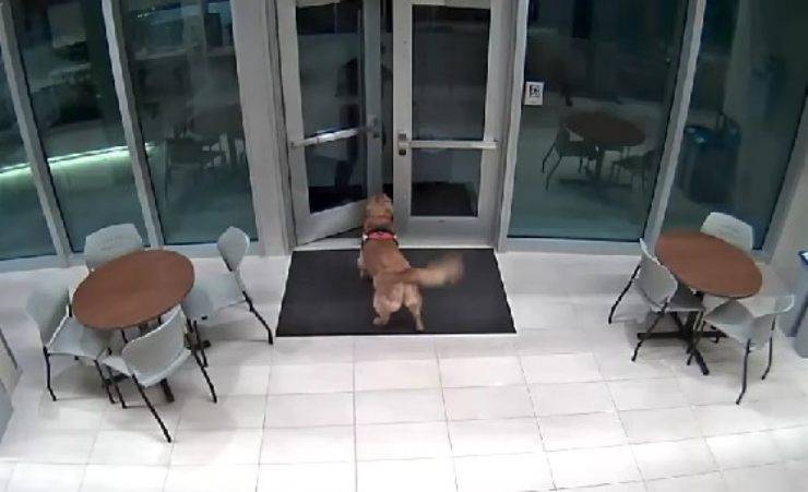 cane apre porta a pompiere