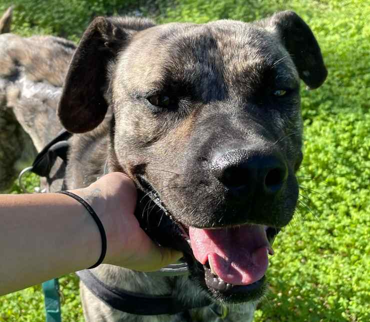 Hero cane bruciato