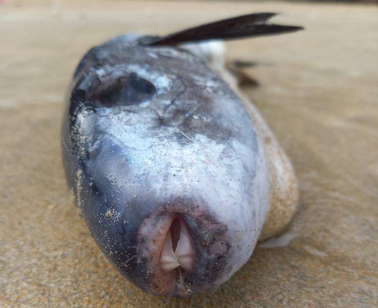 pesce velenoso