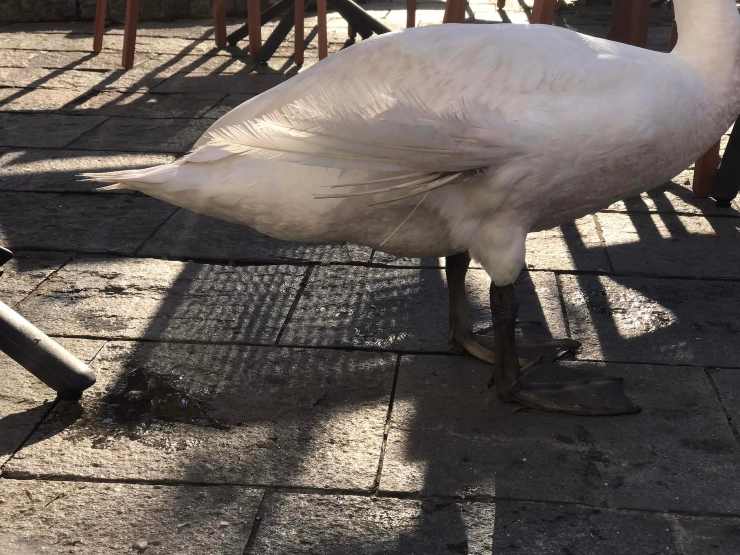 cigno ferito bar