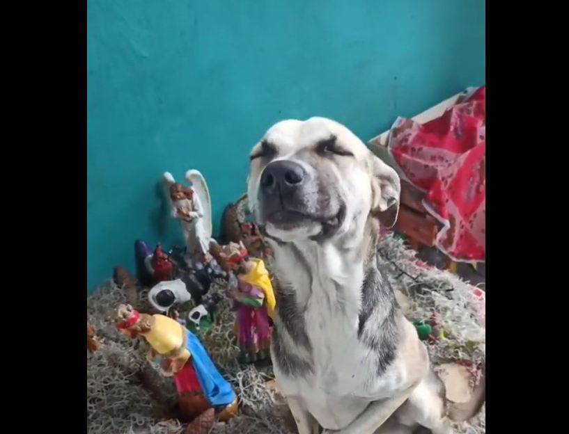 video cane presepe