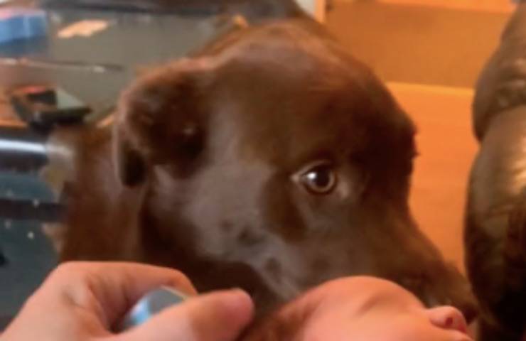 cane lucy smettono piangere 