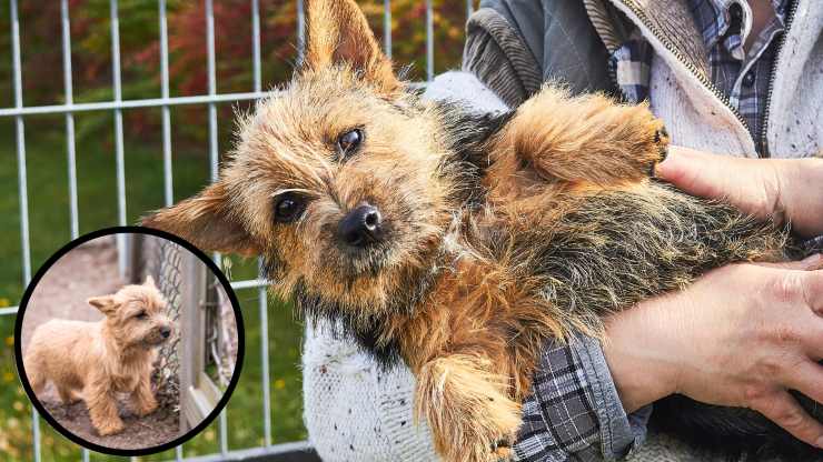 Norwich terrier