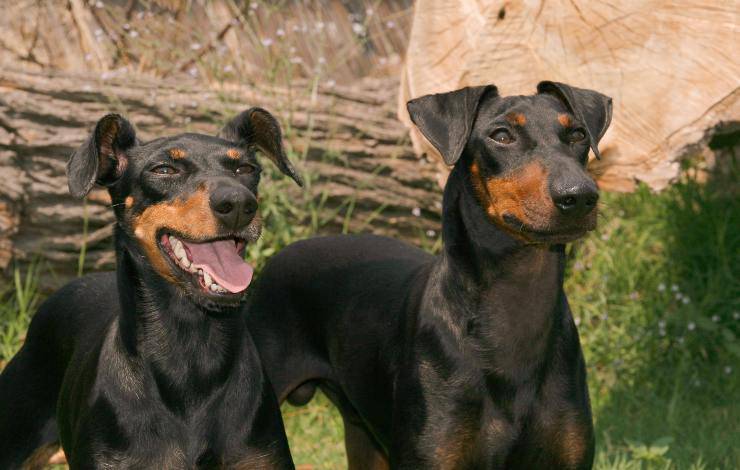 manchester terrier