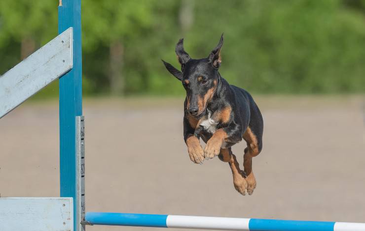 manchester terrier