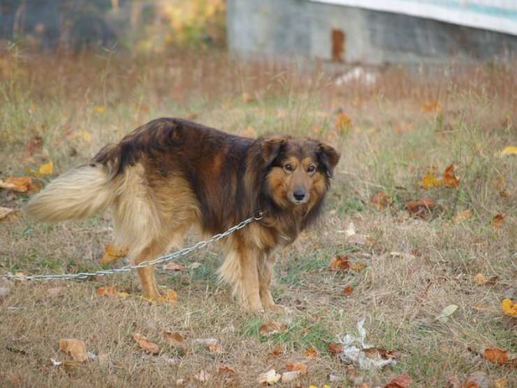 multa cani catena