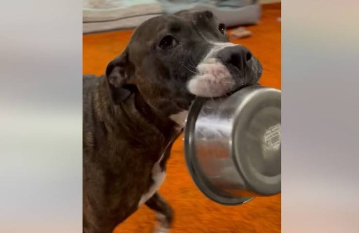 cane parla con ciotola