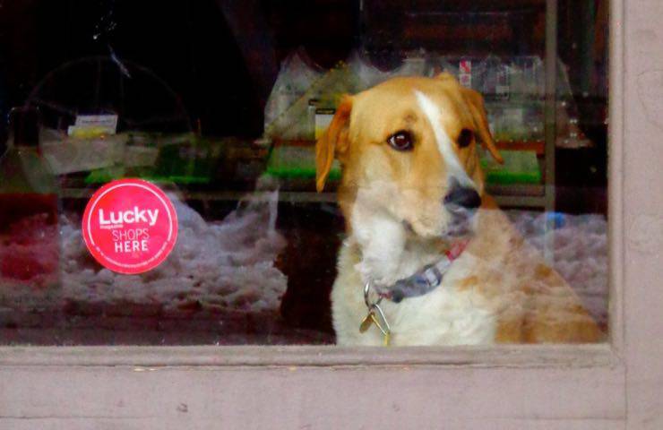 cani gatti vendita divieto