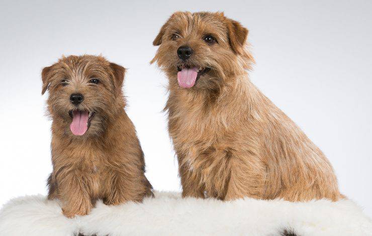 Norfolk Terrier
