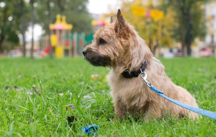 norwich terrier
