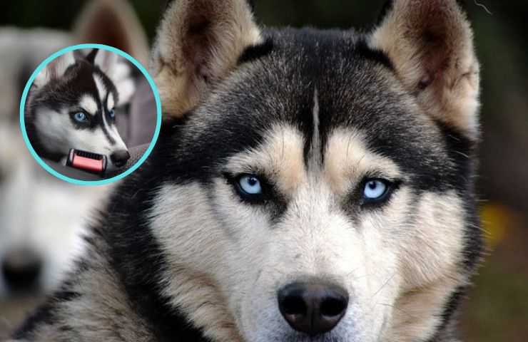 Occhi Husky