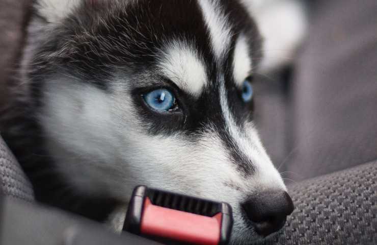 Occhi azzurri Husky