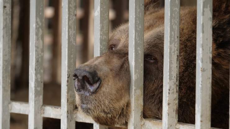 orso in gabbia