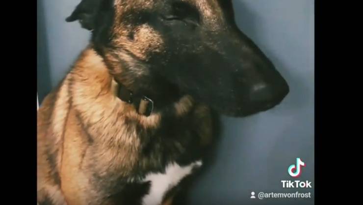 reazione cane massaggio