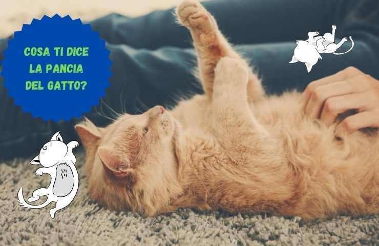 Pancia molle nel gatto