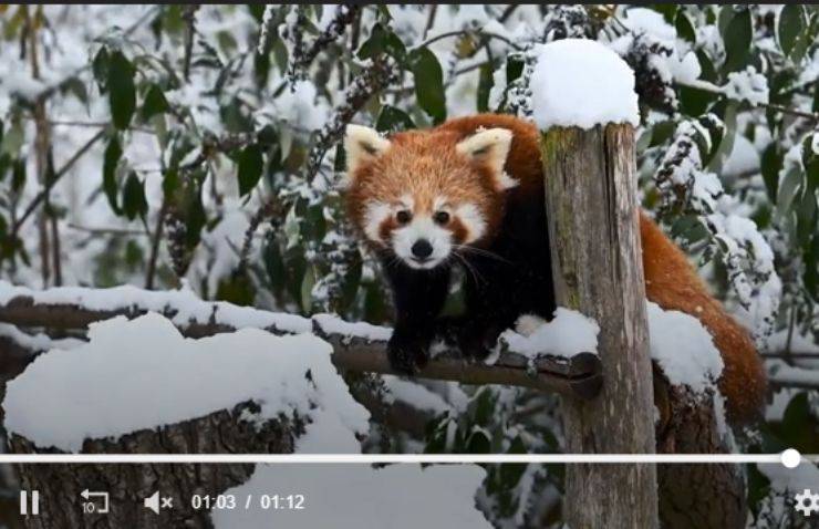 neve panda cucciolo gioca