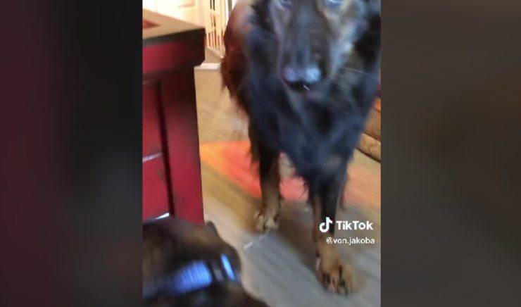 cane scappa video
