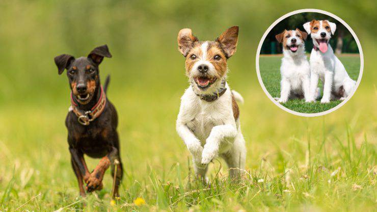 Parson Russell Terrier