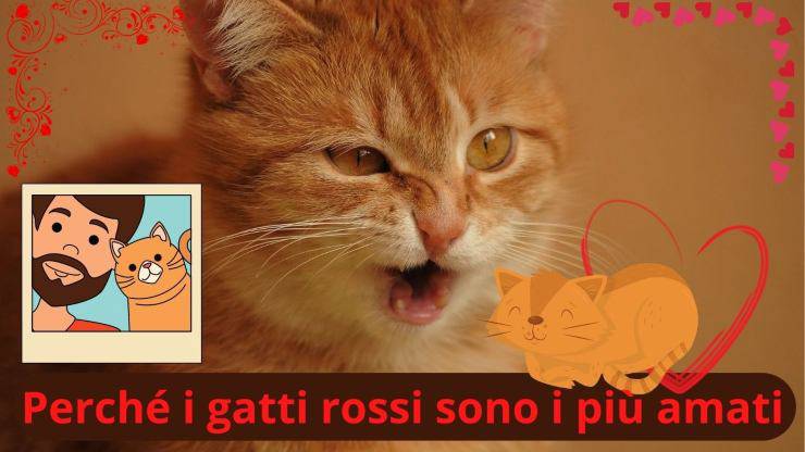 Gatto rosso 