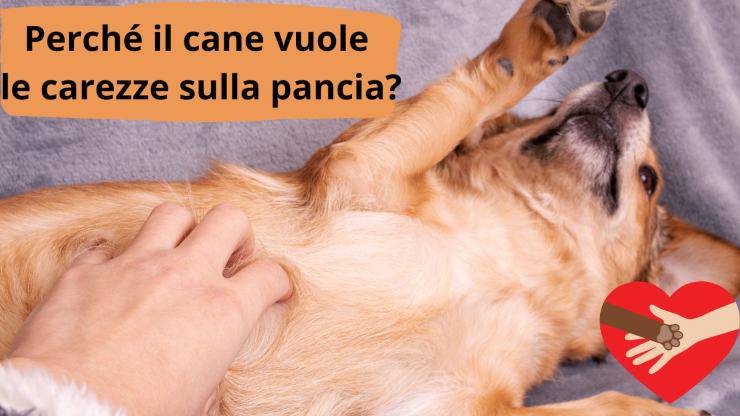 Cane mostra la pancia
