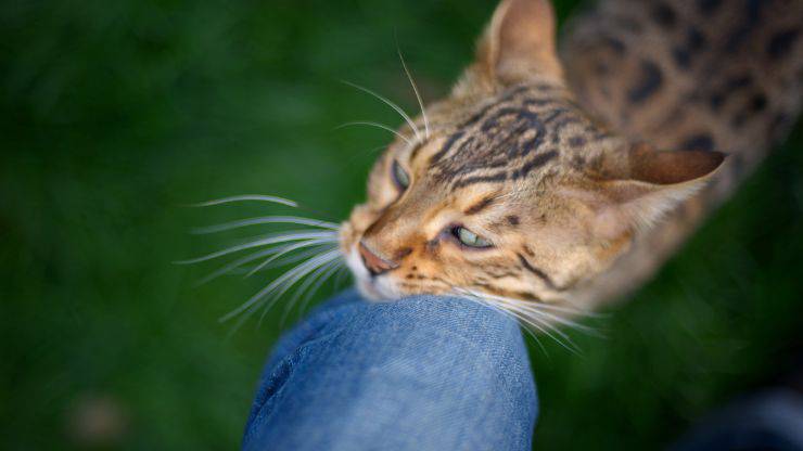 Gatto gambe