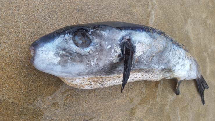 pesce velenoso