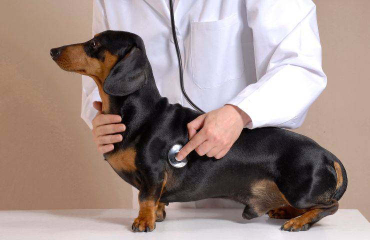 Curare il cane