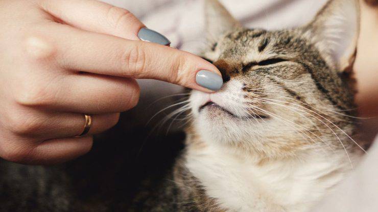 Gatto e padrone