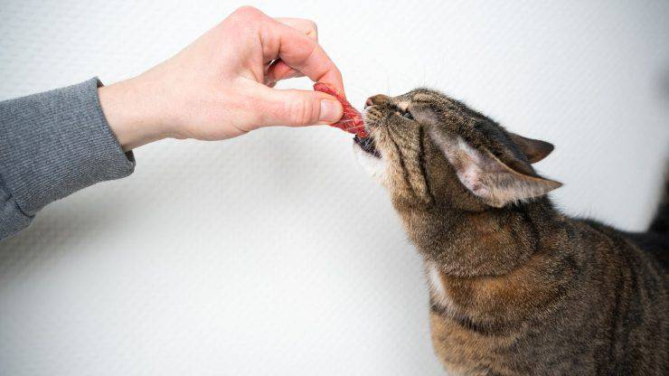 Cibo al gatto