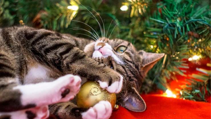 Gatto e albero di Natale