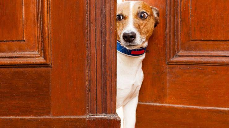 Cane nelle aree comuni del condominio