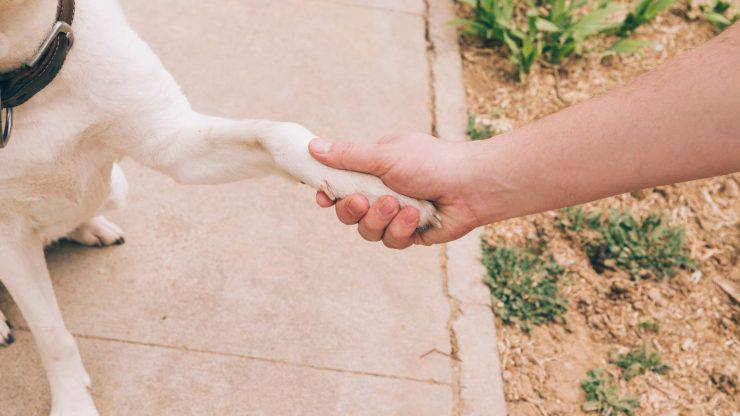 Aiutare il cane