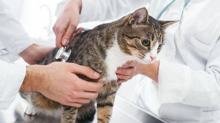 Micio dal veterinario