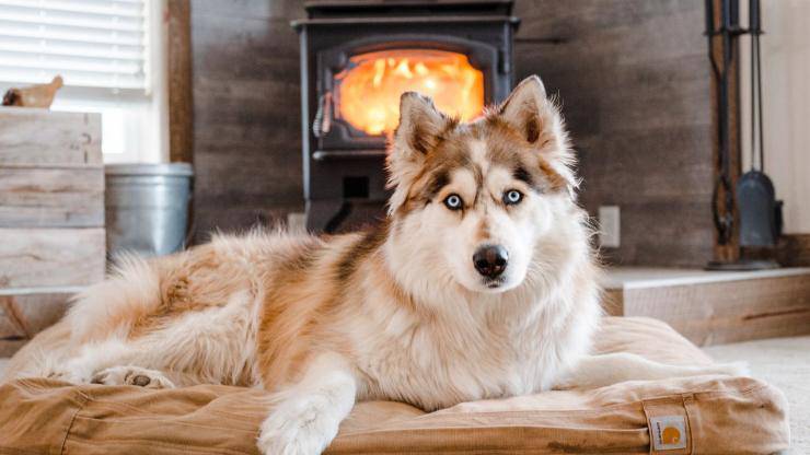 Cani in inverno